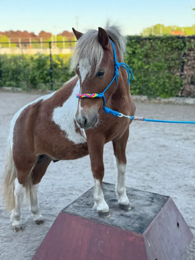 Mushabu Bojangles Touwhalster Fishtail Western Neusband