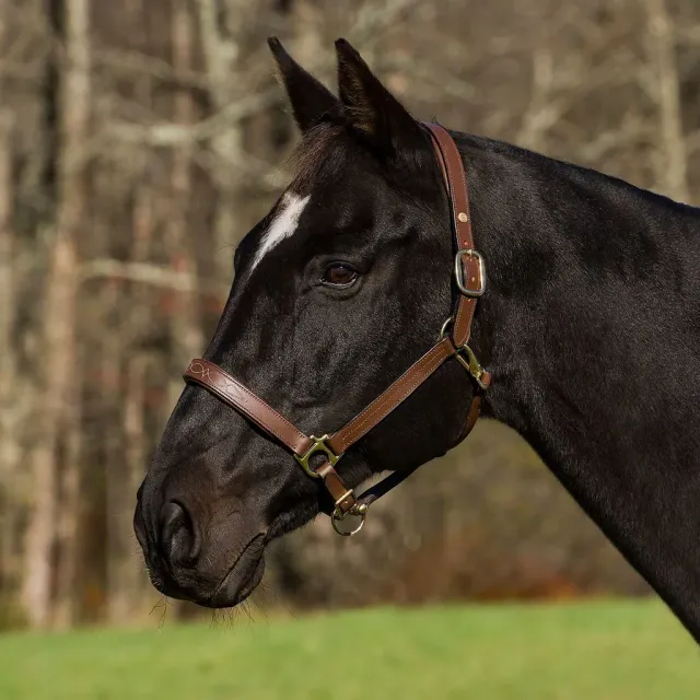 Henri de Rivel Pro Fancy halster Havana Cob leer